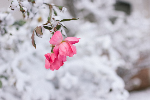 A pink flower still blooms from a bush despite being covered in snow in a public park in Baltimore, Maryland.