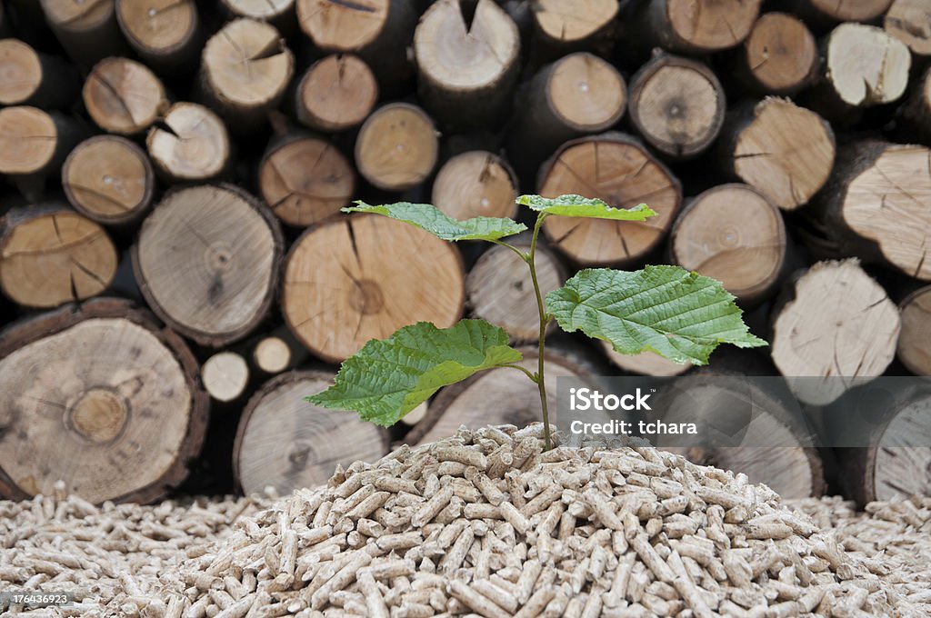 Save the trees Young tree growing out of heap of biomass Beech Tree Stock Photo