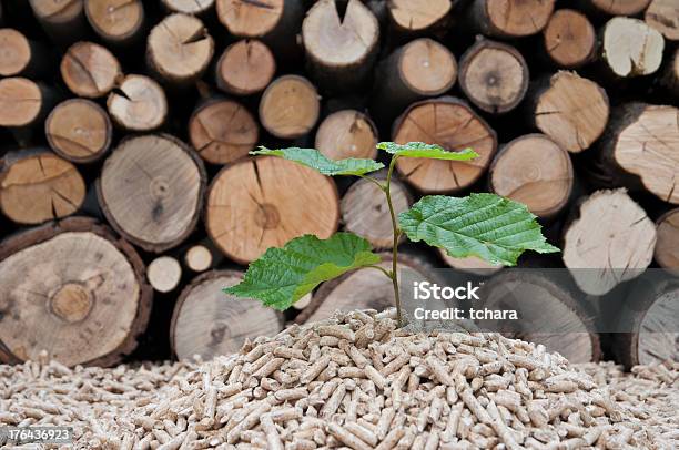 Save The Trees Stock Photo - Download Image Now - Beech Tree, Biofuel, Biomass - Renewable Energy Source