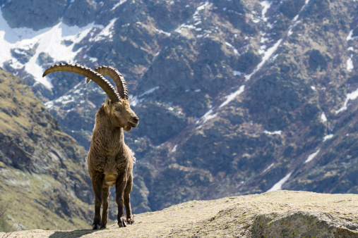 Alpine Ibex (Capra ibex), Gran Paradiso National Park, Italy