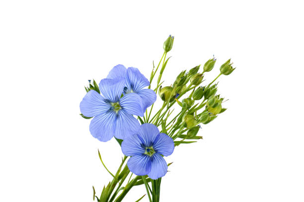 istock Vibrant blue common flax flower in close up 1764381412