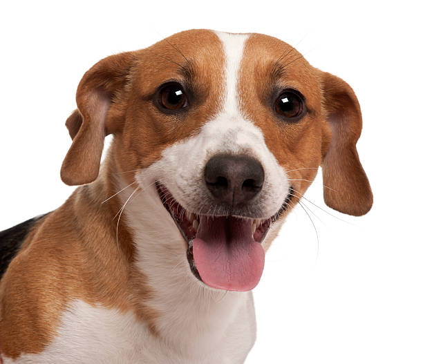 istock Close-up of Jack Russell Terrier, 1 year old 176439501