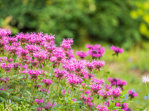 Brilliant pink bee balm plant, monarda didyma, highlighted by the morning sun. Beautiful pink flower close-up