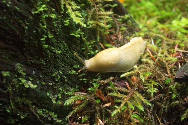 istock Pacific Banana Slug on moss covered branch 1764396117
