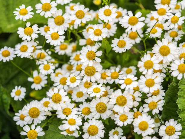istock White and yellow daisy flowers on a green blurred background. 1764396139