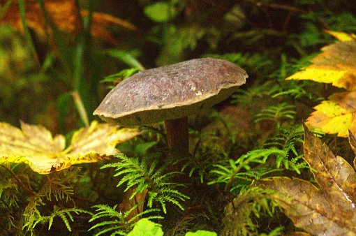 Single mushroom, most likely  Zeller's Bolete (Xerocomellus zelleri), growing out from between moss and fallen leaves. Taken in while hiking in the Hoh Rainforest, a dense pine woodland in Olympic National Park to the southwest of Port Angeles, Washington, USA.
