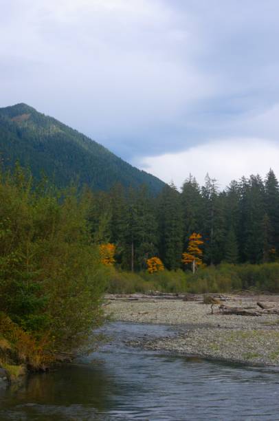 istock Stream flowing over a rocky beach in the mountains 1764396143