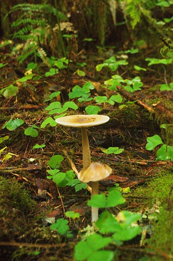 Close up of two mushrooms, most likely  Western Grisette (Amanita pachycolea), growing out of forest floor covered in sorrel and pine needles. Taken in while hiking in the Hoh Rainforest, a dense pine woodland in Olympic National Park to the southwest of Port Angeles, Washington, USA.