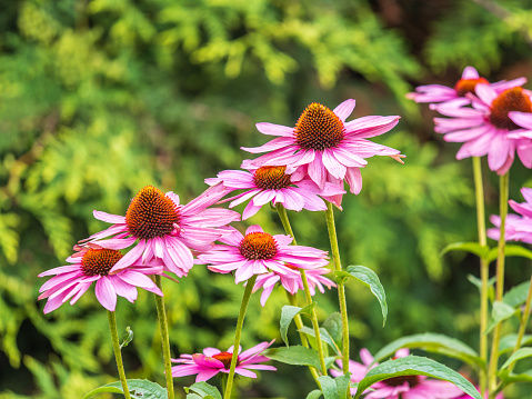 Herbal Echinacea Flowers. Herbal Echinacea or Coneflower flowers in a garden. Echinacea flowers. White and yellow bright and vibrant flower. Farming and harvesting. Sunny day.