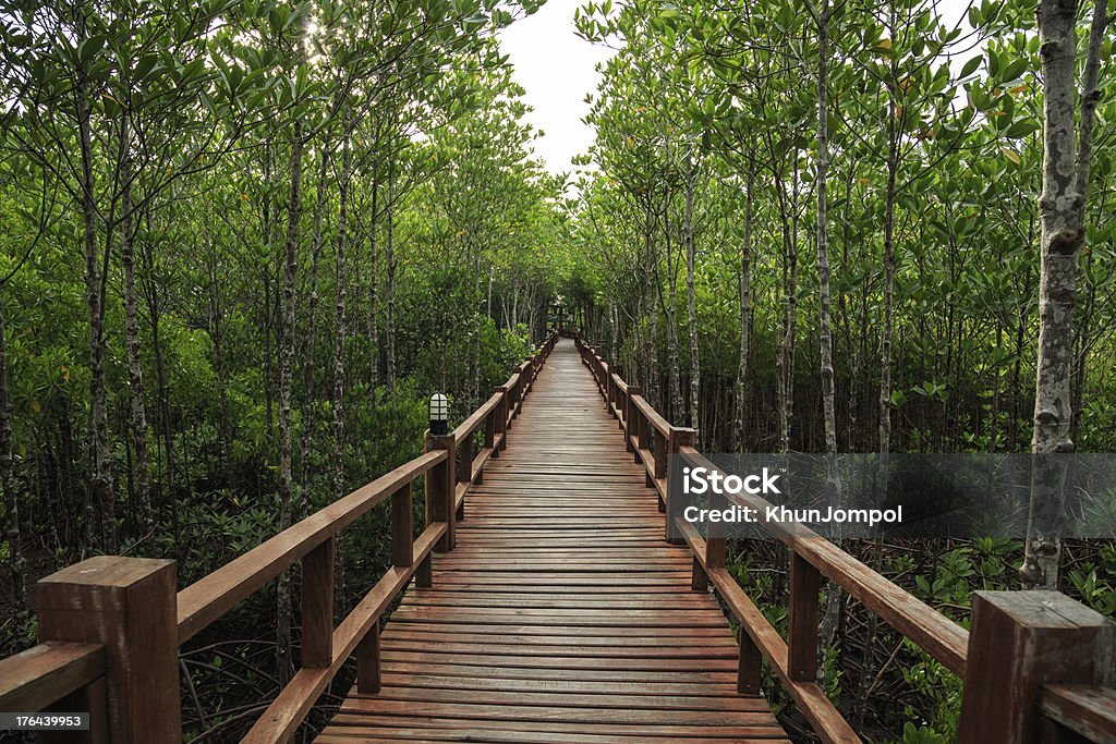 Puente de madera en el bosque de manglar. - Foto de stock de Madera - Material libre de derechos