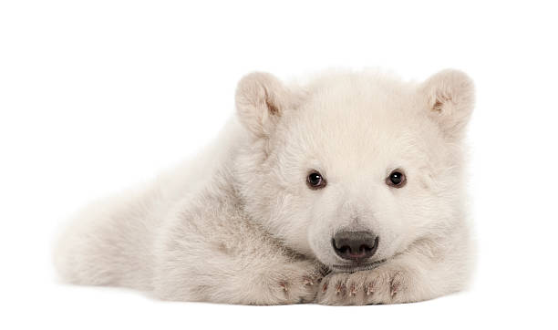 istock Polar bear cub, Ursus maritimus, 3 months old, lying 176439954
