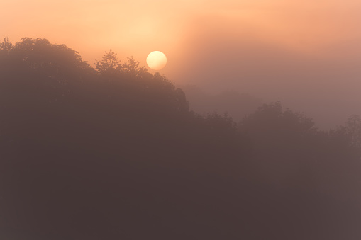 Atmospheric landscape with trees at sunrise, fog glows orange in Lower Saxony, Germany, Europe, can be used as background
