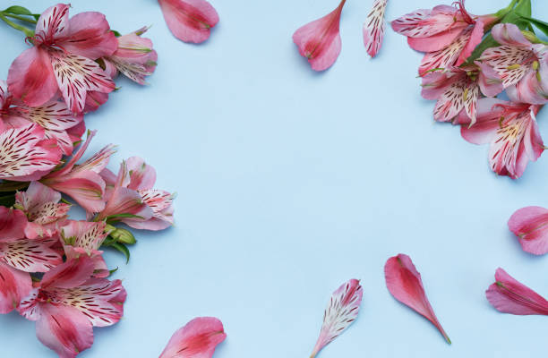 istock Beautiful Alstroemeria flowers on blue background 1764405467