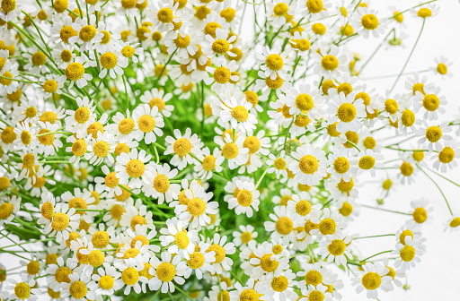 Chamomile flowers bouquet on a white background