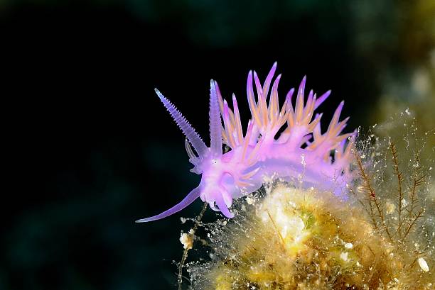 istock Nudibranch, Nudibranche, mollush 176440662