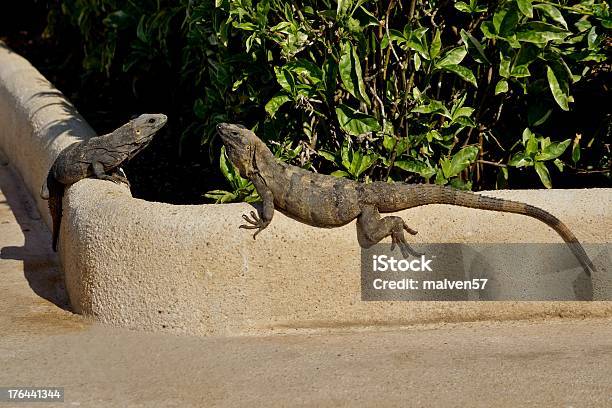 두 도마뱀 가열됩니다 On 결석 0명에 대한 스톡 사진 및 기타 이미지 - 0명, 갈고리 발톱, 경관