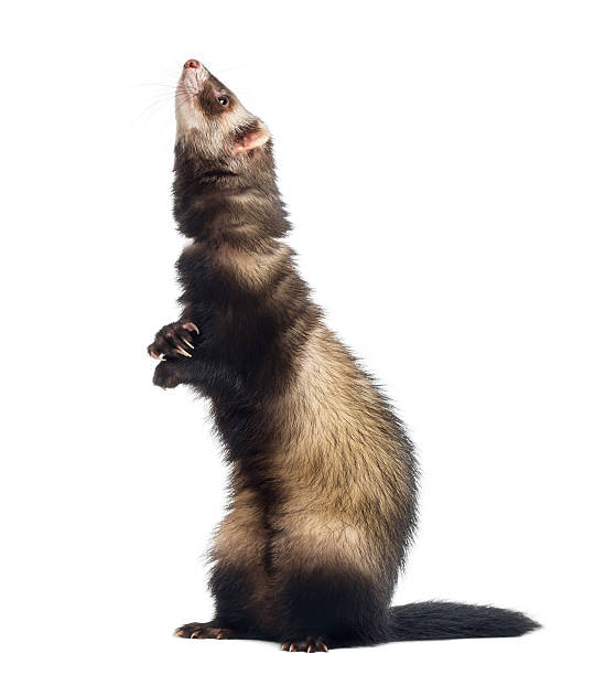 istock Ferret standing on hind legs and looking up 176441470