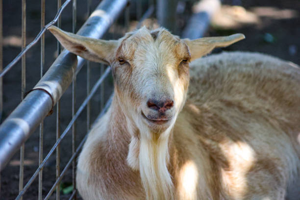 istock Female goat laying in the shade 1764416076