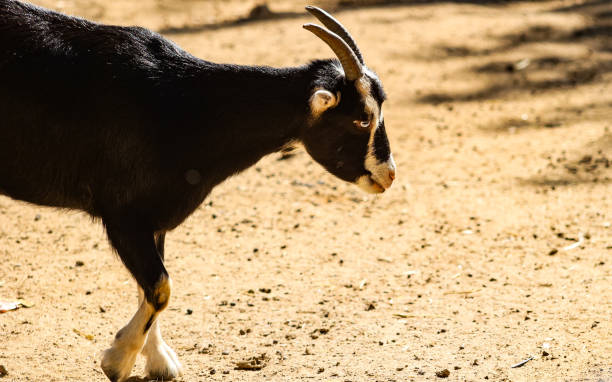 istock Goat in a farm yard 1764416585