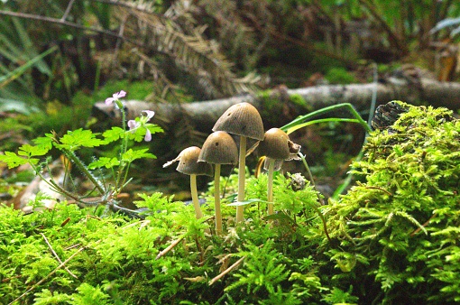 Close up of bunch of bonnet mushrooms, most likely Yellowleg Bonnets (Mycena epipterygia), growing out of a moss covered surface in a dense pine woodland. Taken at Lake Crescent, a quiet lake in Olympic National Park and to the east of Port Angeles, Washington, USA.