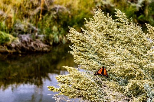 Monarch Butterfly - Sage - Canal In Background - Carson City , Nevada - October