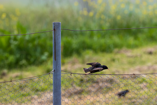 Photograph of a small black bird taking flight off a wire fence near a grey steel fence post in an agricultural field