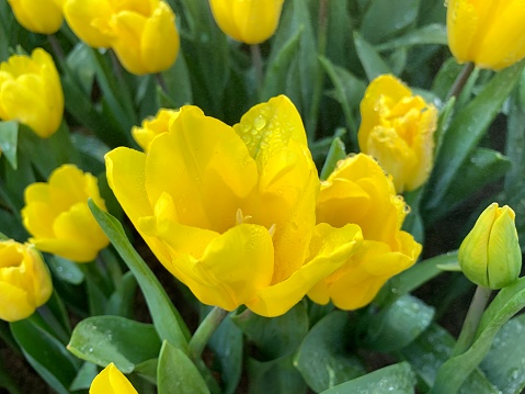 Blooming Flowers in the garden.