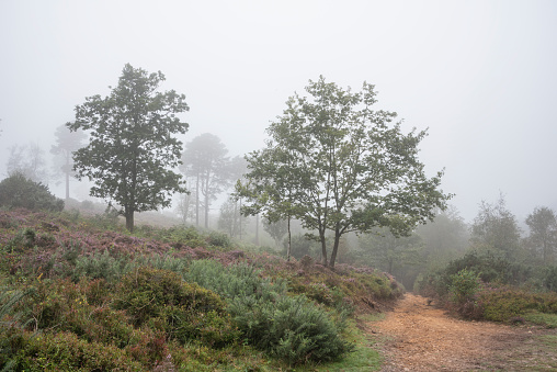 Beautiful foggy forest late Summer landscape image with glowing mist in distance among lovely dense woodland