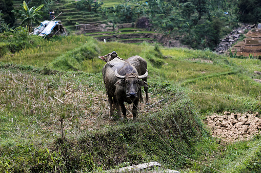 buffalo in dry rice fields