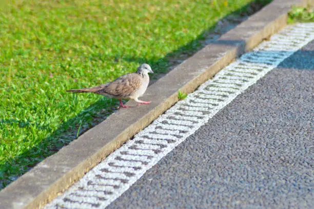 A Spotted Dove Is Walking Around Looking For Food Between Grass And Road In The Garden Park