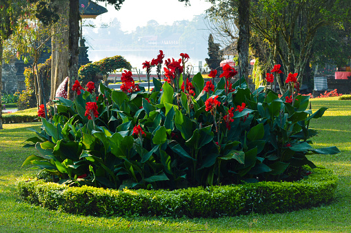 Beautiful View Of A Group Of Red-flowered Canna X Generalis Plants In The Middle Of A Circle Of Short Plants Adorning The Garden Park