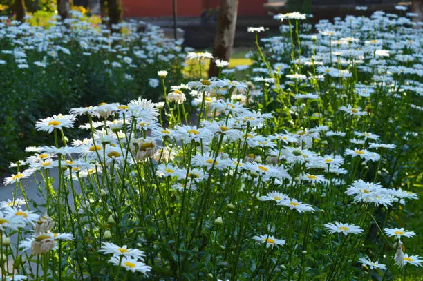 Beautiful Warm Sunlight On Blooming Leucanthemum maximum Flower Garden On A Bright Morning