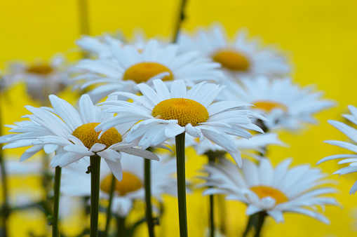 Close-up Macro View Beautiful White Blooming Flowers With Yellow Stamens Of Leucanthemum maximum Plants Against Blurred Yellow Background