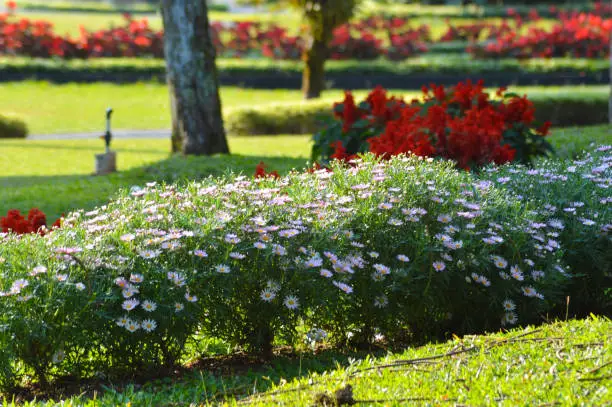 Beauty Colorful Flower Garden In The Morning With Argyranthemum Frutescens Plants Growing In A Row At The Garden Park
