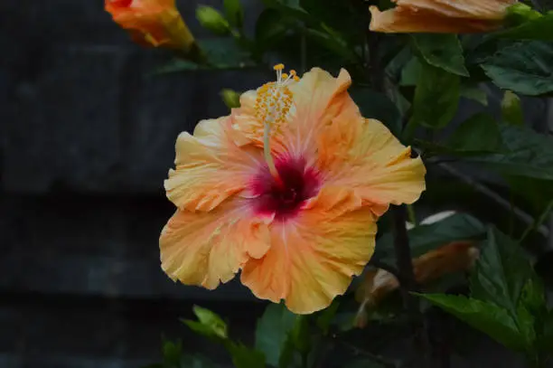 Close-up Front View Of Vibrant Orange Flower In Full Bloom Of Rose Mallow Plants By The Side Of The House Wall In The Evening