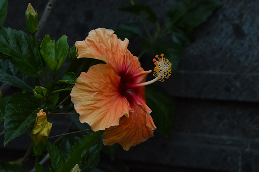 Close-up Side View Of Beautiful Orange Flower In Full Bloom Of Rose Mallow Plants By The Side Of The House Wall In The Evening