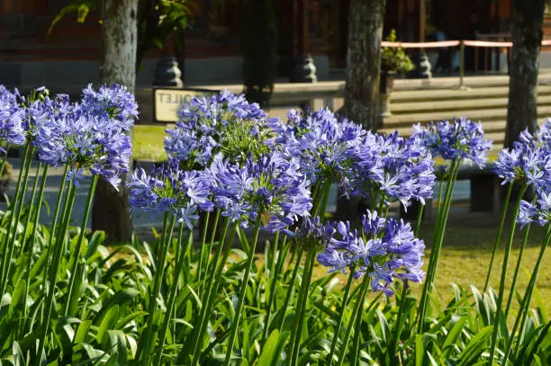 Close-up Side View Of Beauty Of Agapanthus Praecox Plants With Long-stemmed Purple Flowers In The Garden Park