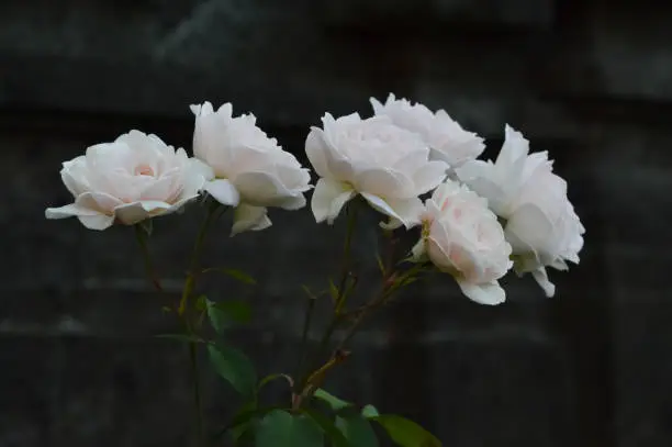 Close-up View Of Natural Beauty Of Blooming White Flowers Of Rosa Sempervirens Plants Against Blurred House Wall Background In The Evening