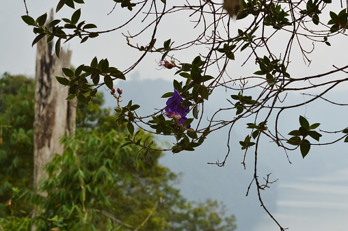 Low Angle View Of Branches, Leaves, And Purple Flowers Of Tibouchina Urvilleana Plant Against The Misty Mountainous Evening Sky