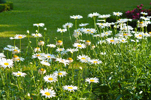 Natural Freshness Of Plants With White Blooming Flowers Of Leucanthemum maximum Plants Amidst Green Grass In The Garden Park