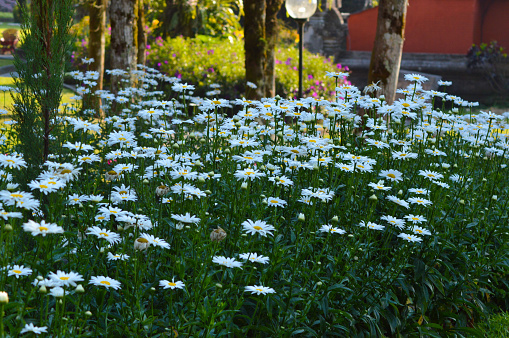 Sweet Colorful White, Green, And Yellow View Of Leucanthemum maximum Flower Garden On A Beautiful Morning