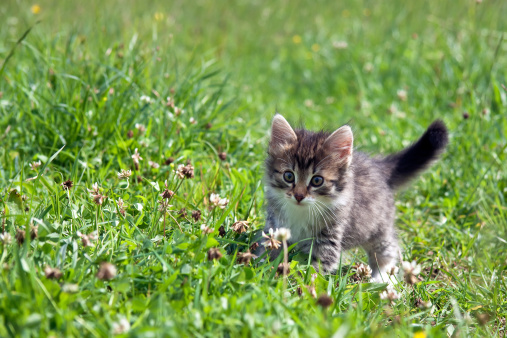 kitten on a green grass