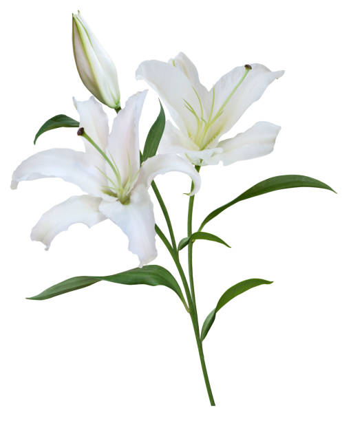 istock Flower white lily isolated on white background 1764453749