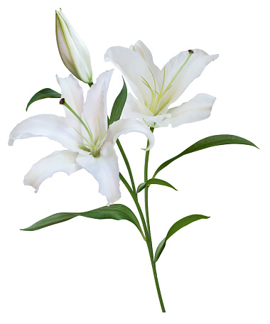 Easter Lily with clipping path