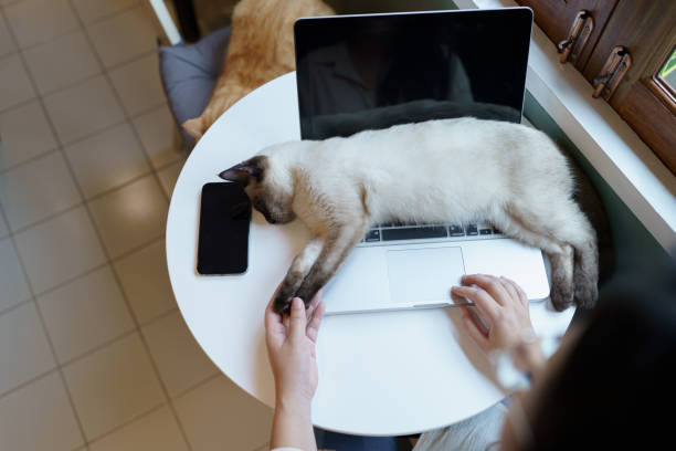 mulher que trabalha em casa com gato. gato dormindo no teclado do laptop. assistant cat working na empresa laptop - domestic cat computer laptop kitten - fotografias e filmes do acervo