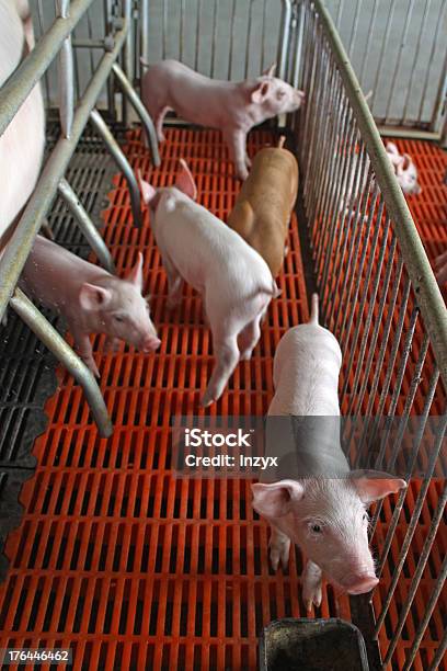 Ferkel In Die Tiergehege Stockfoto und mehr Bilder von Boden - Boden, Schweinestall, Agrarbetrieb