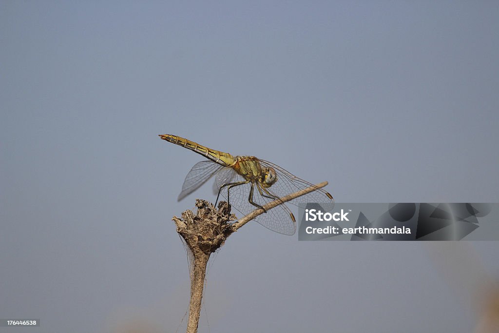 SardenhoName Libélula Vista Lateral - Royalty-free 2000-2009 Foto de stock