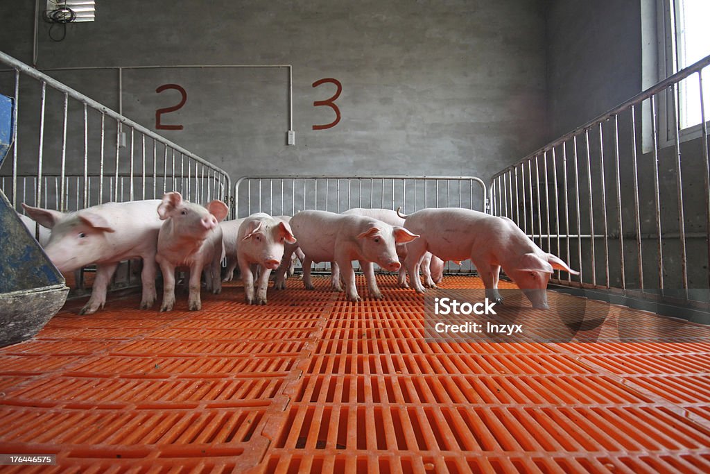 piglets in the enclosure piglets in the enclosure in a farm Farm Stock Photo