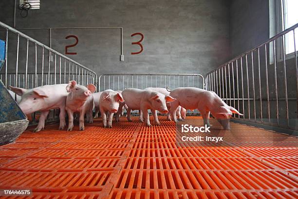 Piglets In The Enclosure Stock Photo - Download Image Now - Farm, Pork, Agriculture