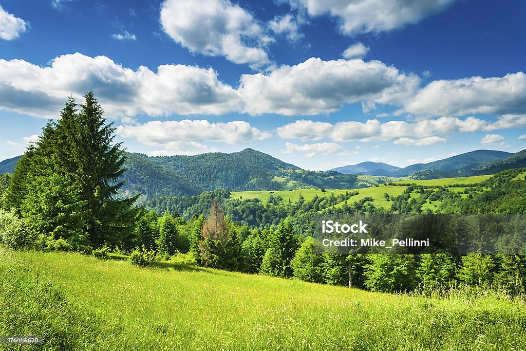 meadow in mountains green meadow with fir trees in the mountainous area Agricultural Field Stock Photo